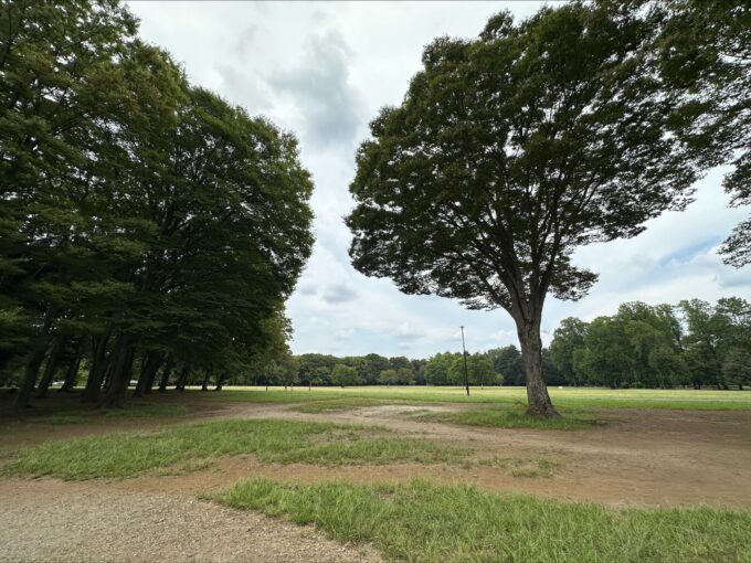 小金井公園　芝生広場