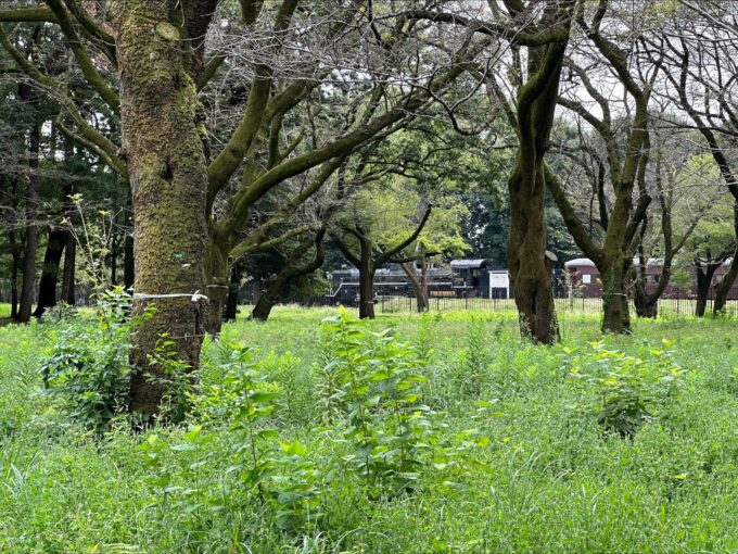 小金井公園　SL広場