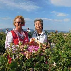 プロジェクト135パート2　第28回 （ブルガリア）カザンラクのトラキア人の墳墓、バラ祭り