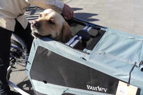 ワンちゃんと一緒に走ろう！　トイファクトリー・バーレーペット…