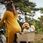 BASILからMIK 2.0対応のペットとのお出掛けにピッタリのリアバスケット2モデルが2025年6月に新発売！