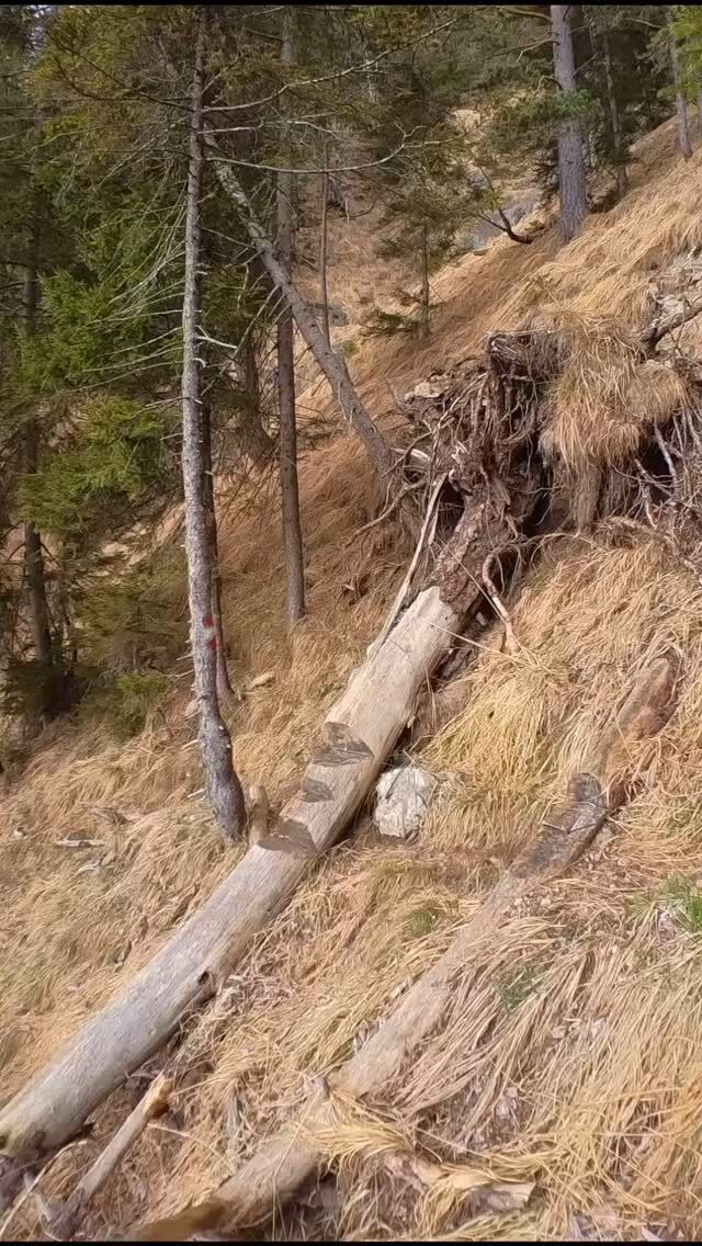 @stefaneberharter_mtb makes tackling trail obstacles look easy!
Smooth, controlled, and always in the flow. That’s how it’s done.  #Daysaver #DaysaverFun #DaysaverAmbassadors #Ambassador
